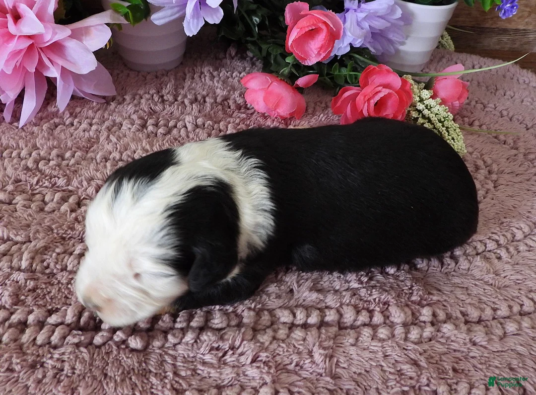 Mini Bernedoodle dogs for sale: Male #9 (Splash's) - Ad 2