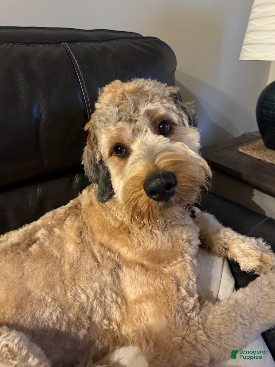 Bernedoodle dogs for stud: Weller - Ad 2