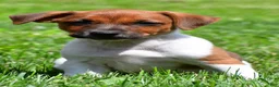 Jack Russell Terrier dogs for sale: Chief - Ad 5