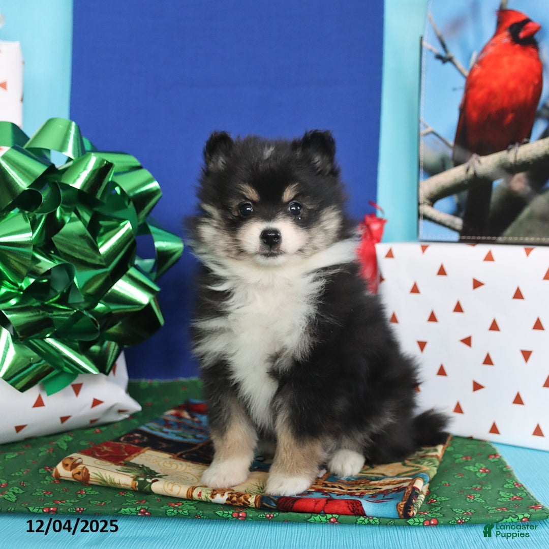 Pomeranian dogs for sale: Sweet Pea - Ad 2