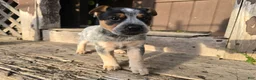 Australian Cattle Dog dogs for sale: Bluey - Ad 2