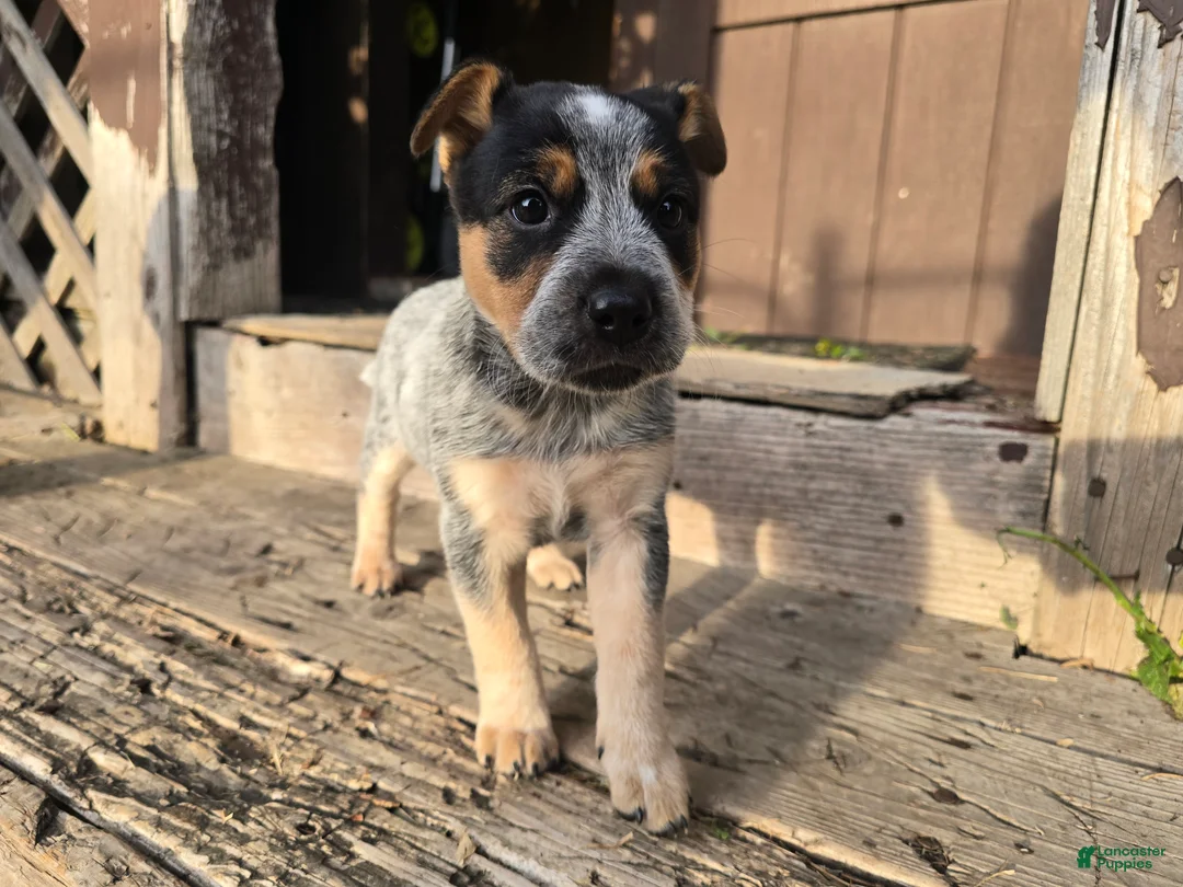 Australian Cattle Dog dogs for sale: Bluey - Ad 2