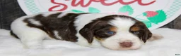 English Springer Spaniel dogs for sale: Jet - Ad 4