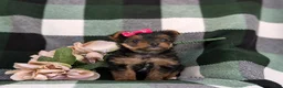 Yorkshire Terrier dogs for sale: Harmony 4.5 lbs Full Grown - Ad 7