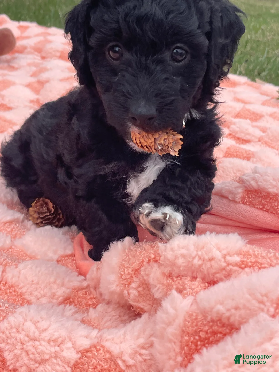 Labradoodle dogs for sale: Daisy - Ad 1