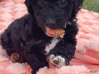 Labradoodle dogs for sale: Daisy - Ad 3