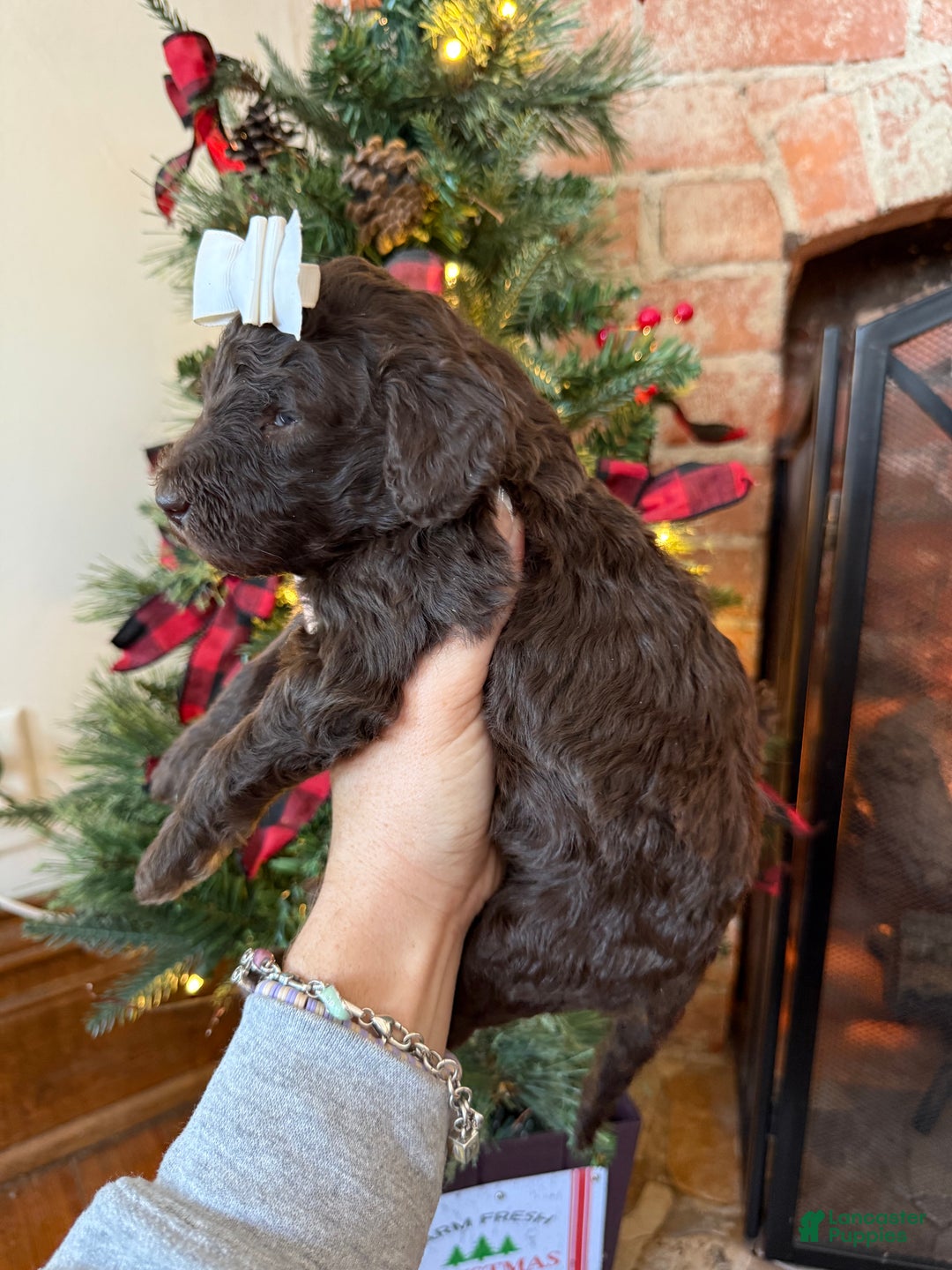 Mixed Breed dogs for sale: Polly - Ad 3