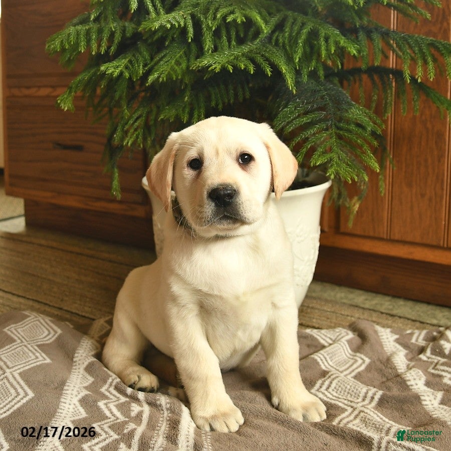 Labrador Retriever dogs Goliath  - Ad 2
