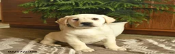 Labrador Retriever dogs for sale: Goliath  - Ad 2