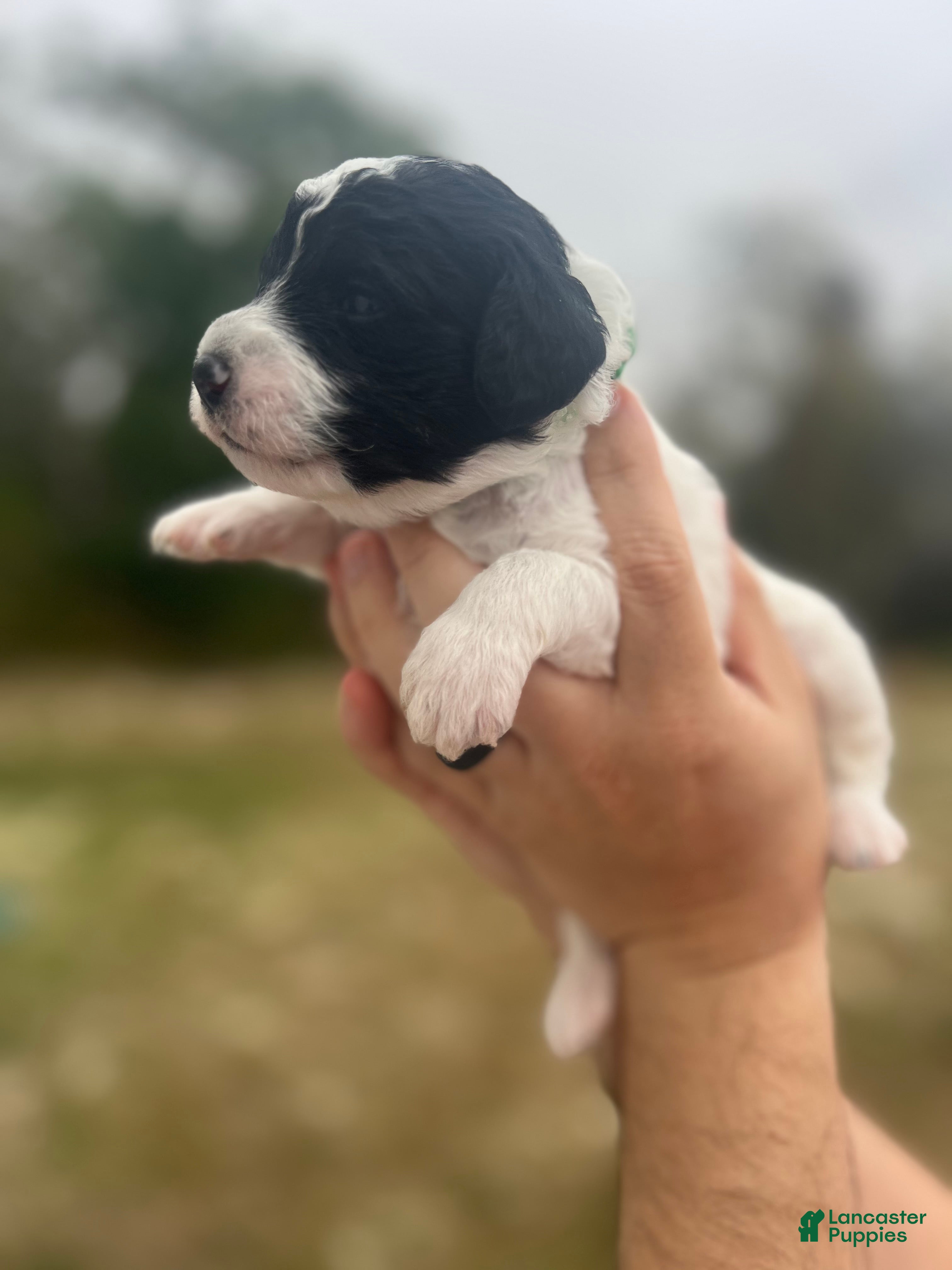 Mini Sheepadoodle dogs Dark green-Noir - Ad 5