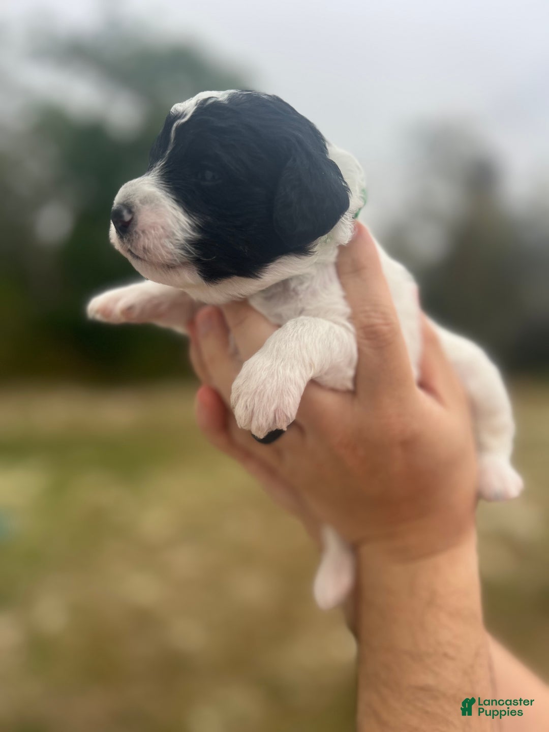 Mini Sheepadoodle dogs for sale: Dark green-Noir - Ad 1