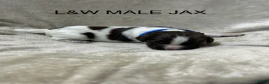English Springer Spaniel 7