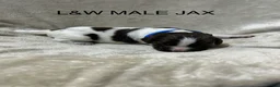 English Springer Spaniel dogs for sale: English Springer Spaniel 7 - Ad 1