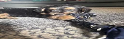 Mixed Breed dogs for sale: Mixed Breed 1 - Ad 3