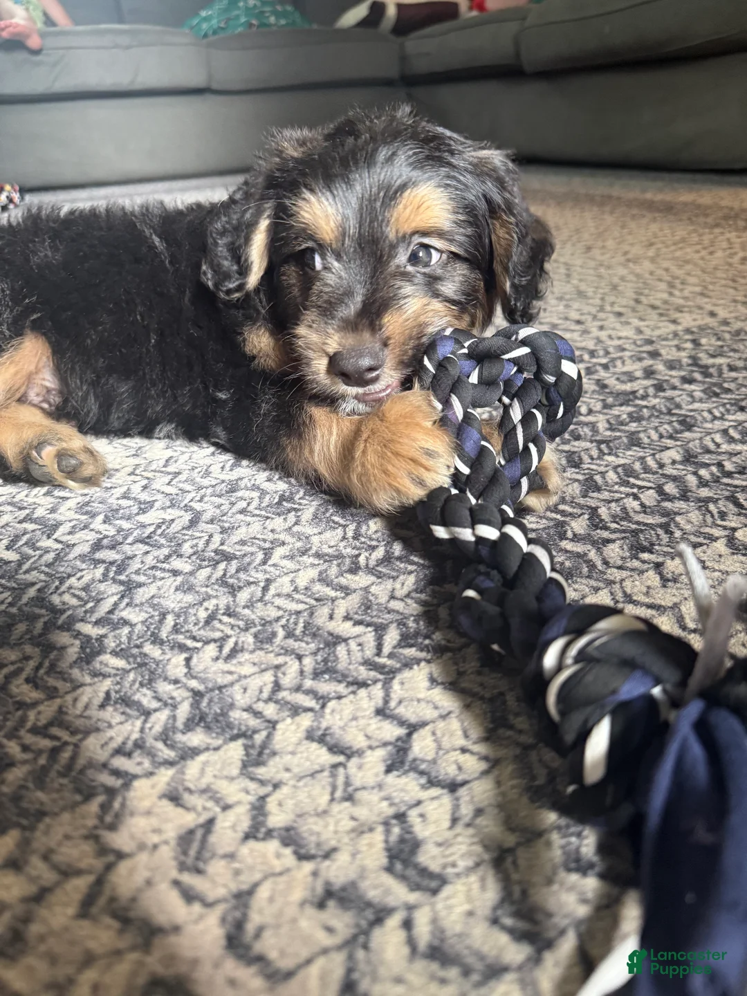 Mixed Breed dogs for sale: Mixed Breed 1 - Ad 3