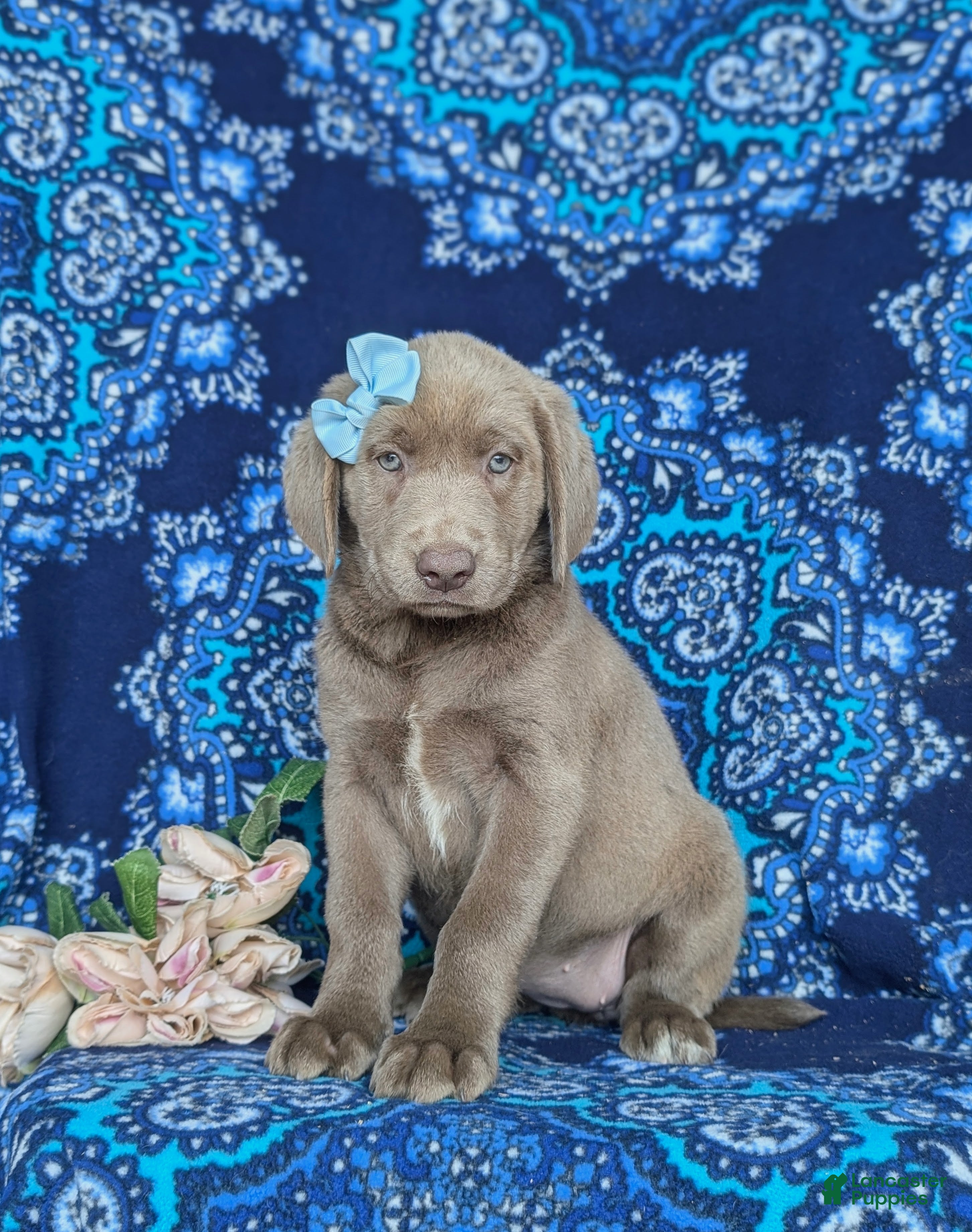 Labrador Retriever dogs Bailee - Ad 1