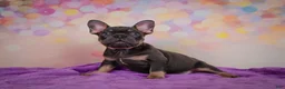 French Bulldog dogs for sale: Brutus - Ad 13