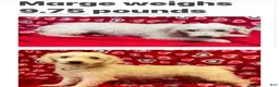 Toy Poodle dogs for sale: Mimi - Ad 13