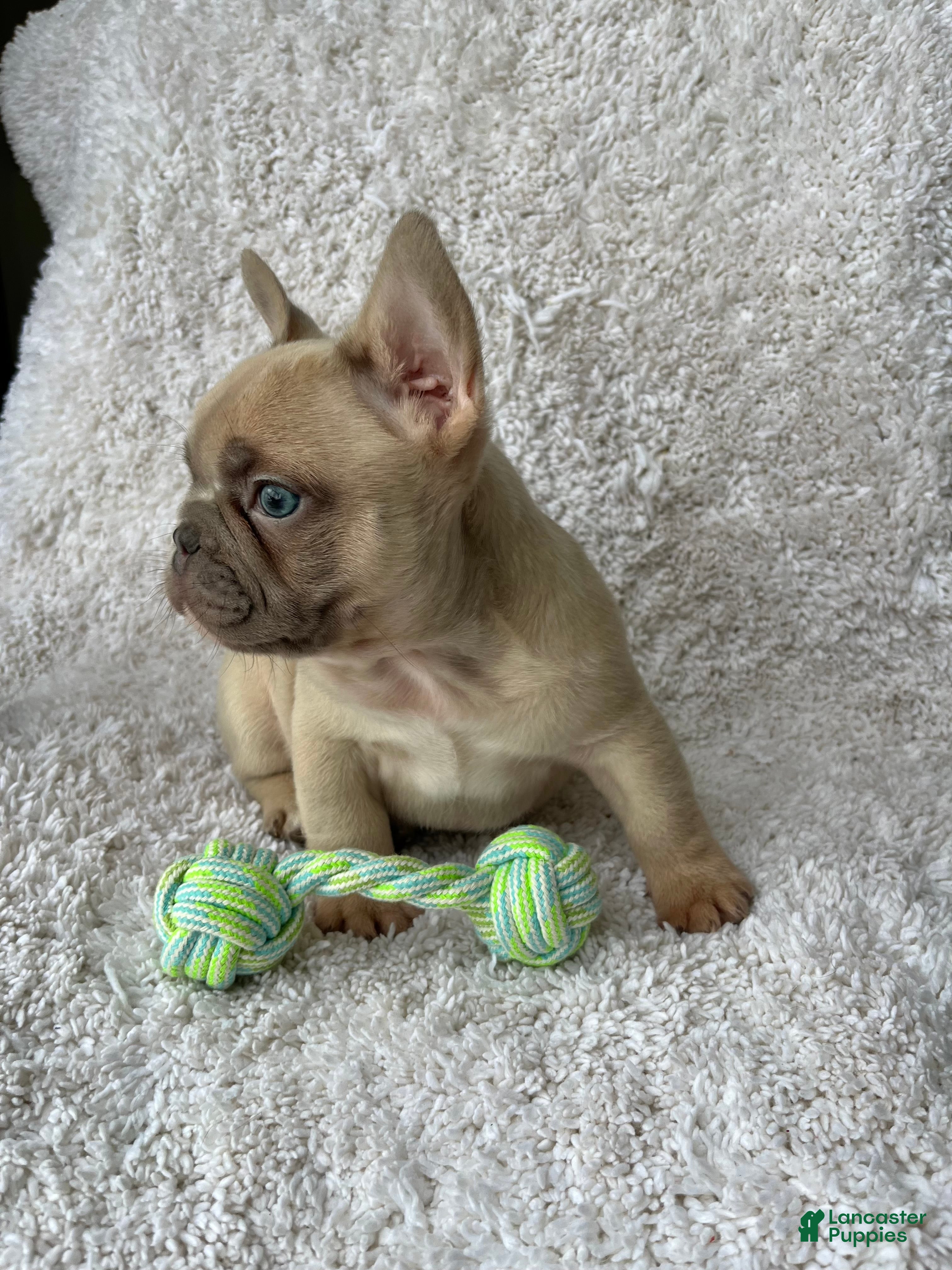 French Bulldog dogs Max - Ad 2