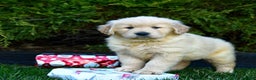 Golden Retriever dogs for sale: Everest - Ad 3