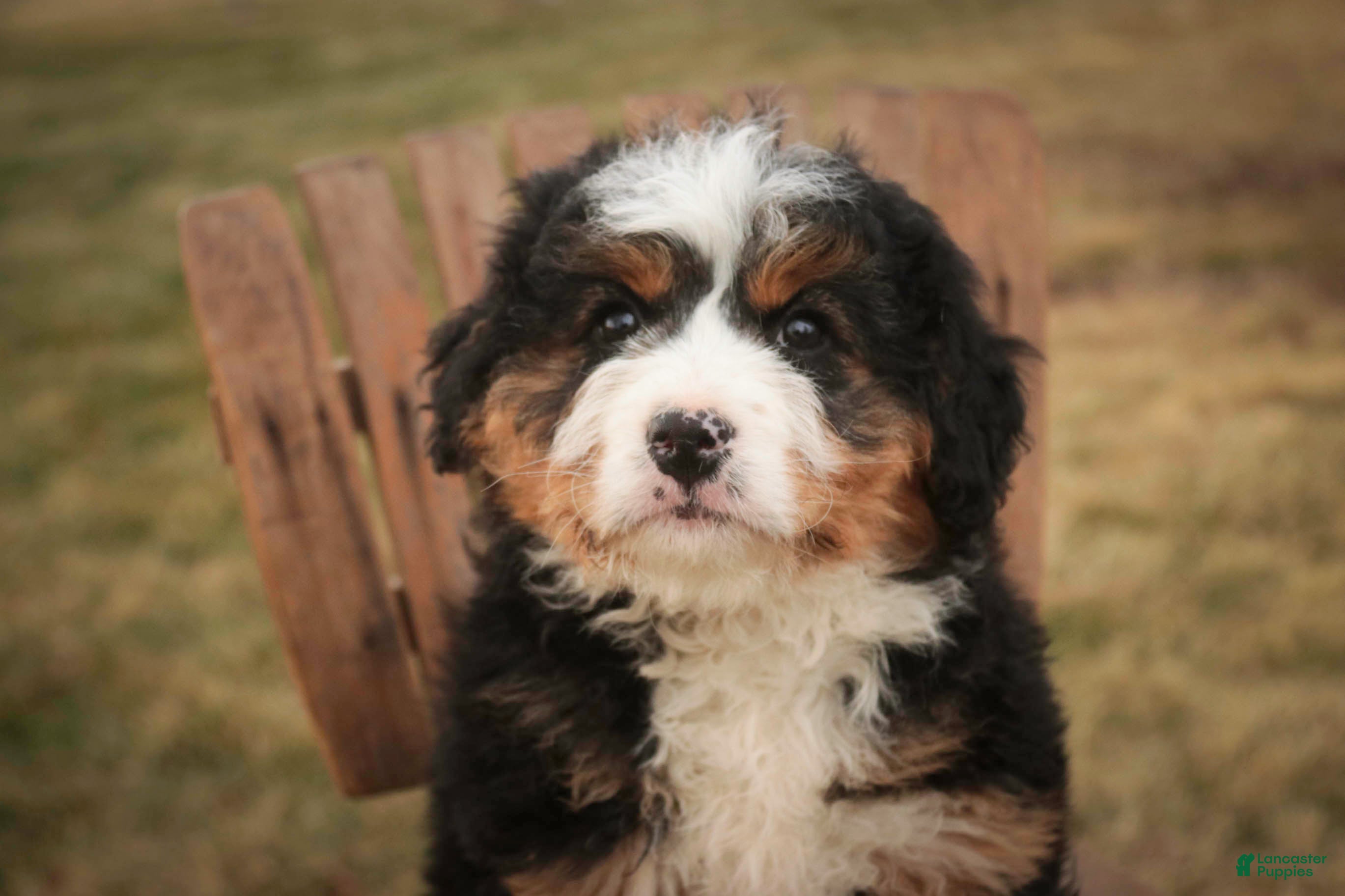 Bernedoodle dogs Pandora - Ad 2
