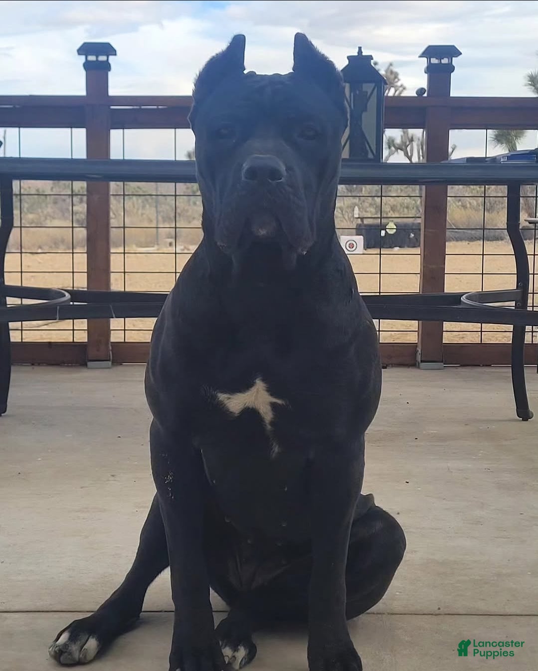 Cane Corso dogs Stella - Ad 2
