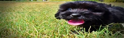 Havapoo dogs for sale: Kipper - Ad 16