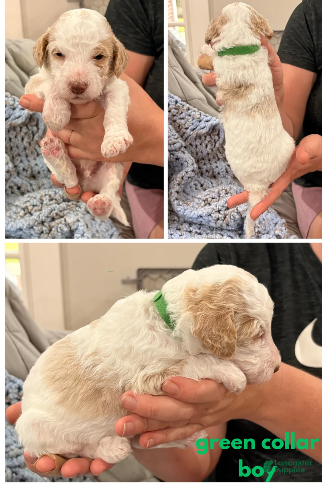 Standard Poodle dogs for sale: Green collar - Ad 1