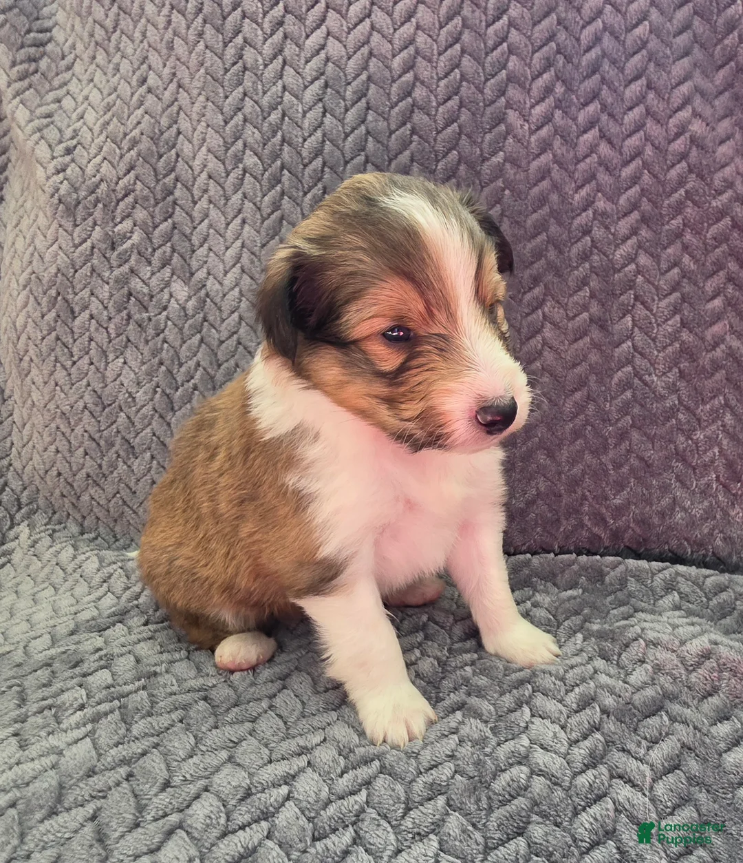 Shetland Sheepdog dogs for sale: Meridius - Ad 3