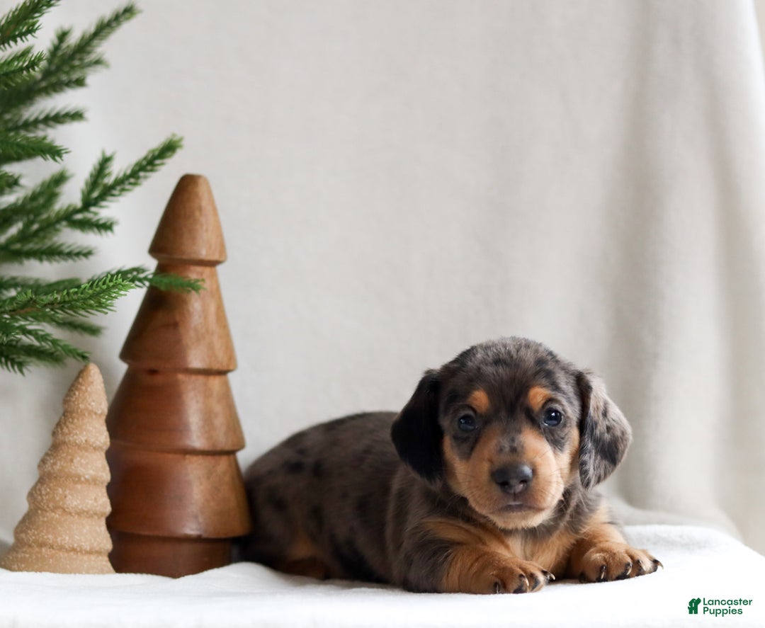Miniature Dachshund dogs for sale: Harper - Ad 5
