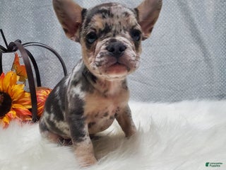 French Bulldog dogs - Ad 30