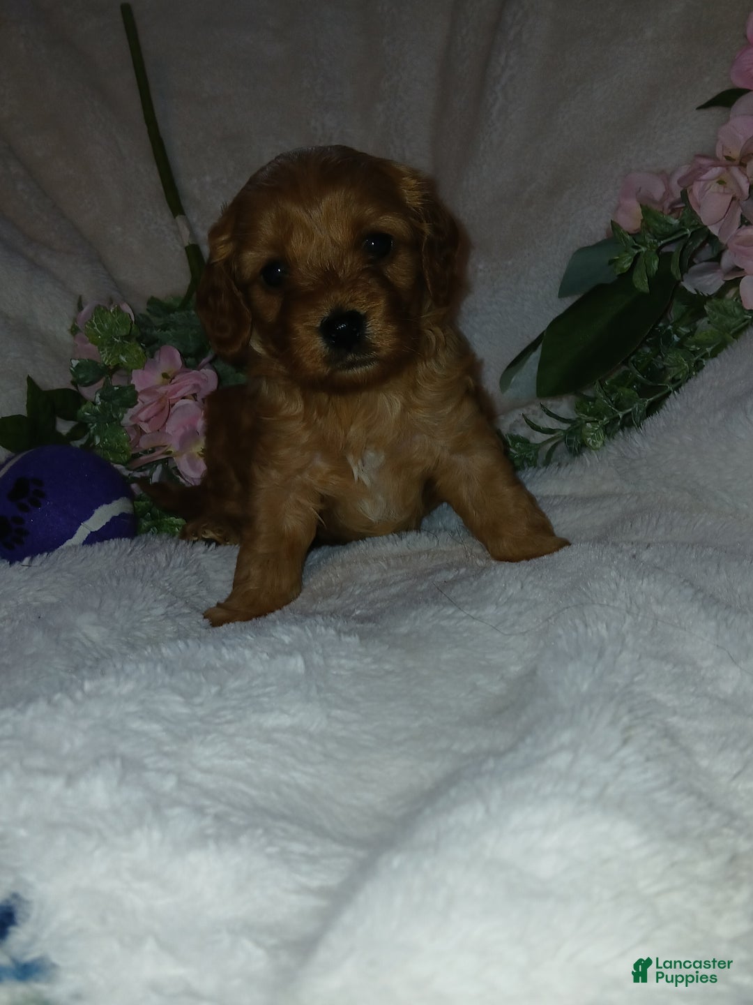Cavapoo dogs for sale: Cathy - Ad 14
