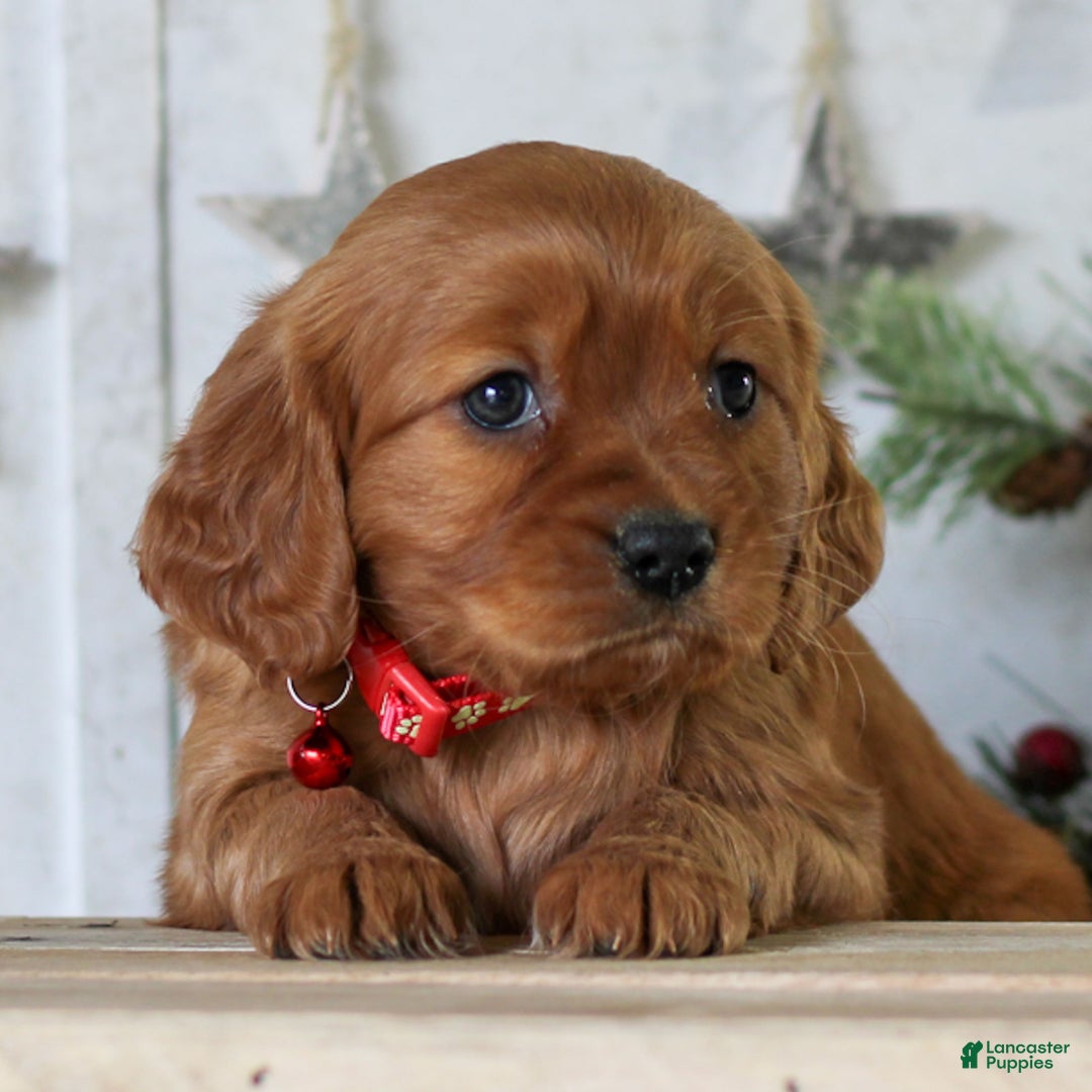Miniature Golden Retriever dogs for sale: Dove  - Ad 2