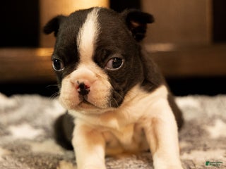 Boston Terrier dogs Milo - Ad 18