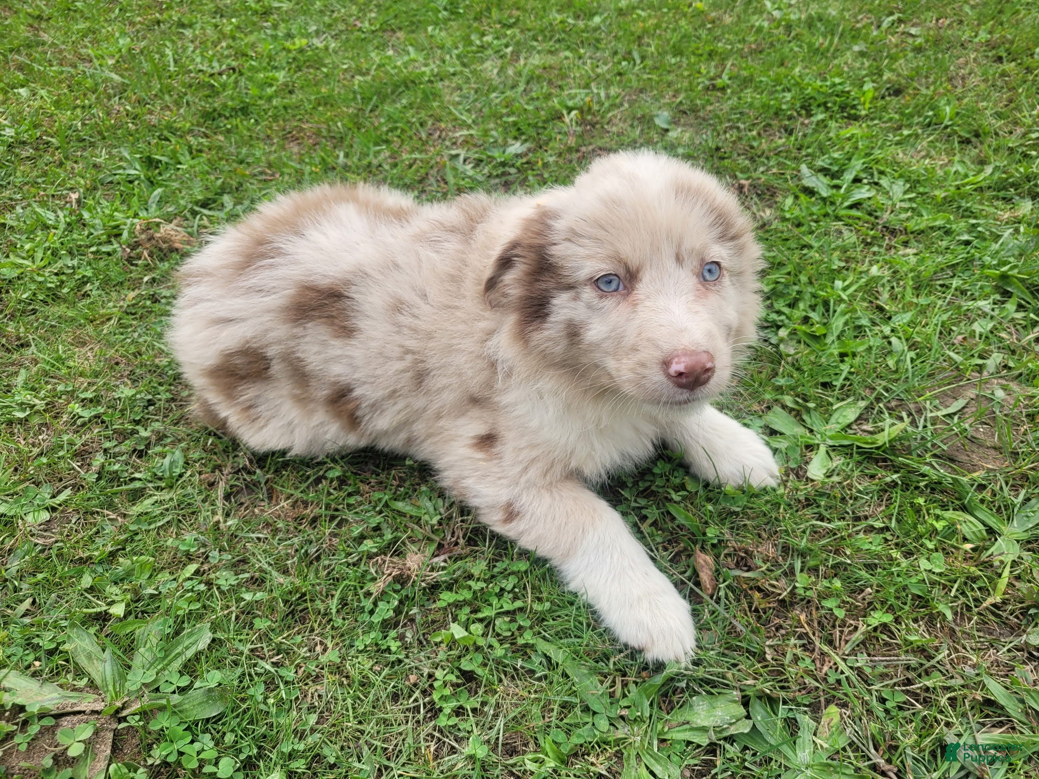 Daisy (Australian Shepherd, Female) in Inkster, MI