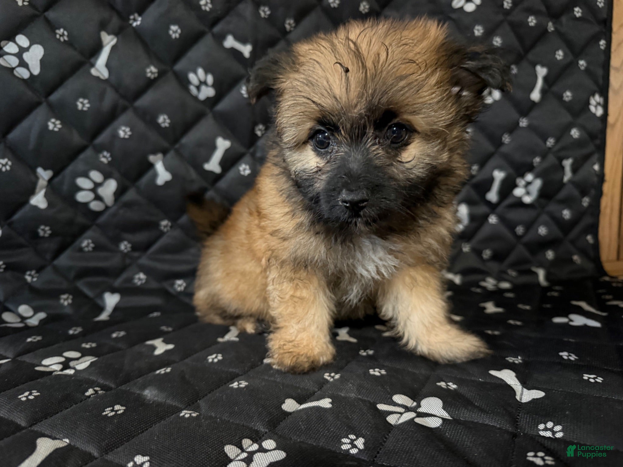 Shorkie dogs Shorkie 2 - Ad 28