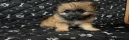 Shorkie dogs for sale: Shorkie 2 - Ad 1