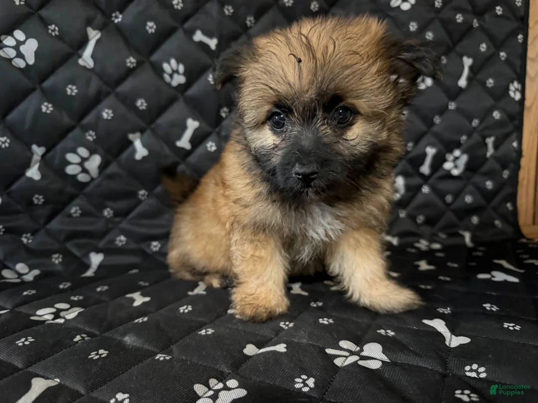 Shorkie dogs for sale: Shorkie 2 - Ad 1
