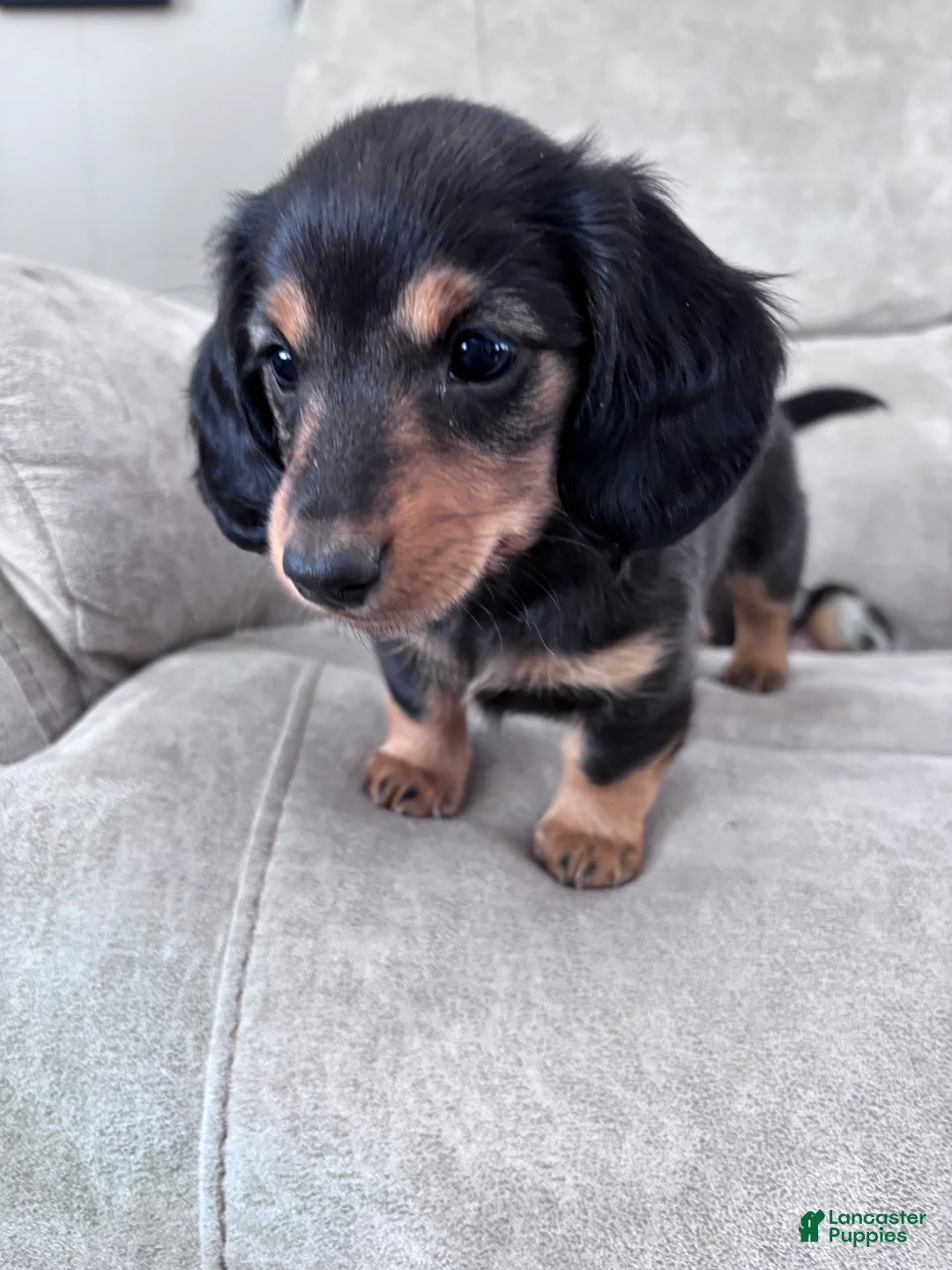 Miniature Dachshund dogs for sale: Raven - Ad 5