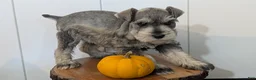 Miniature Schnauzer dogs for sale: Cali - Ad 6