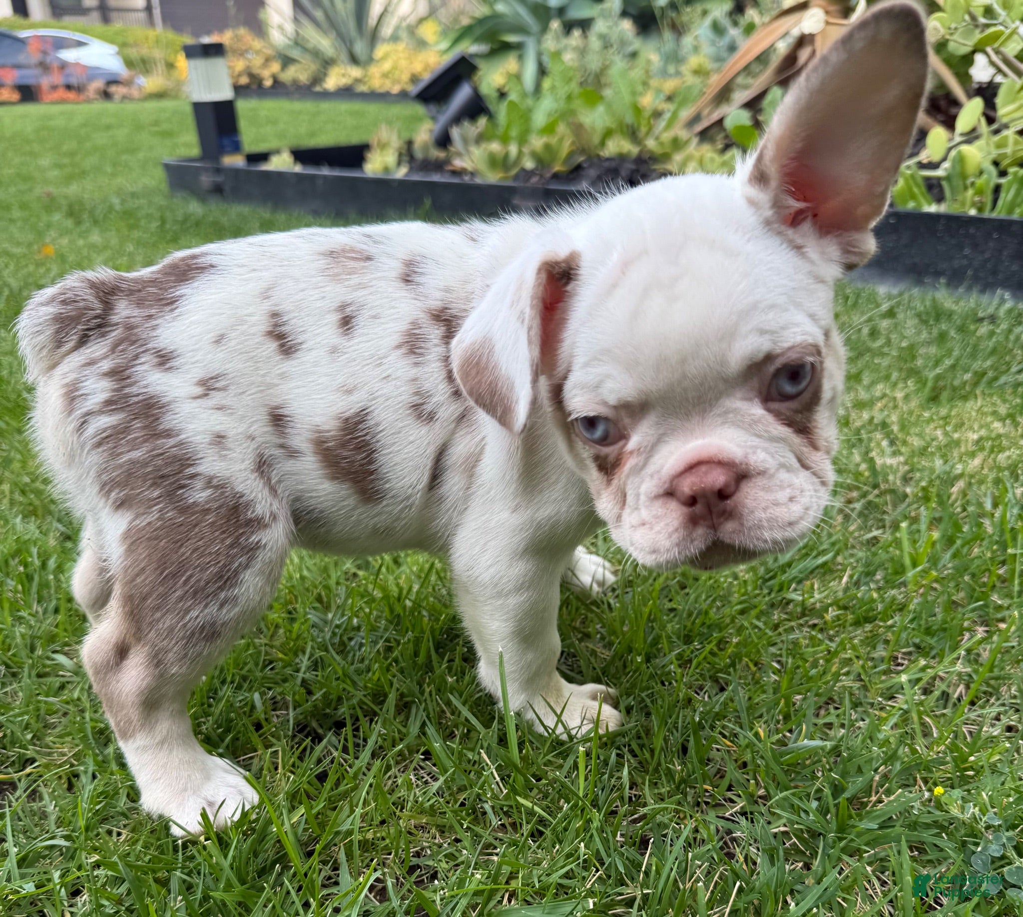 French Bulldog dogs French Bulldog 5 - Ad 1