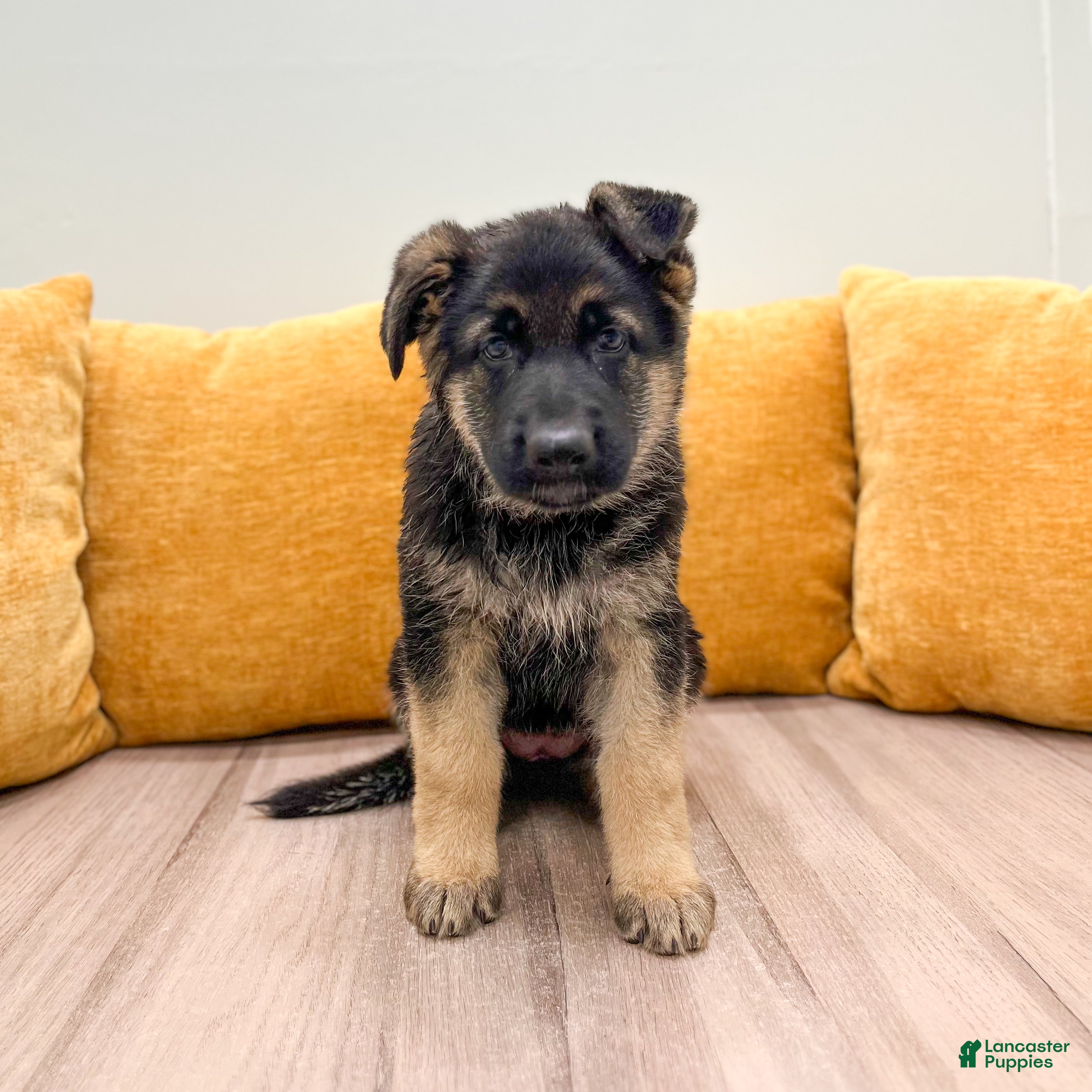German Shepherd dogs for sale: Carmen - Ad 2