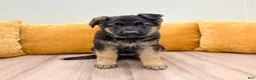 German Shepherd dogs for sale: Carmen - Ad 1