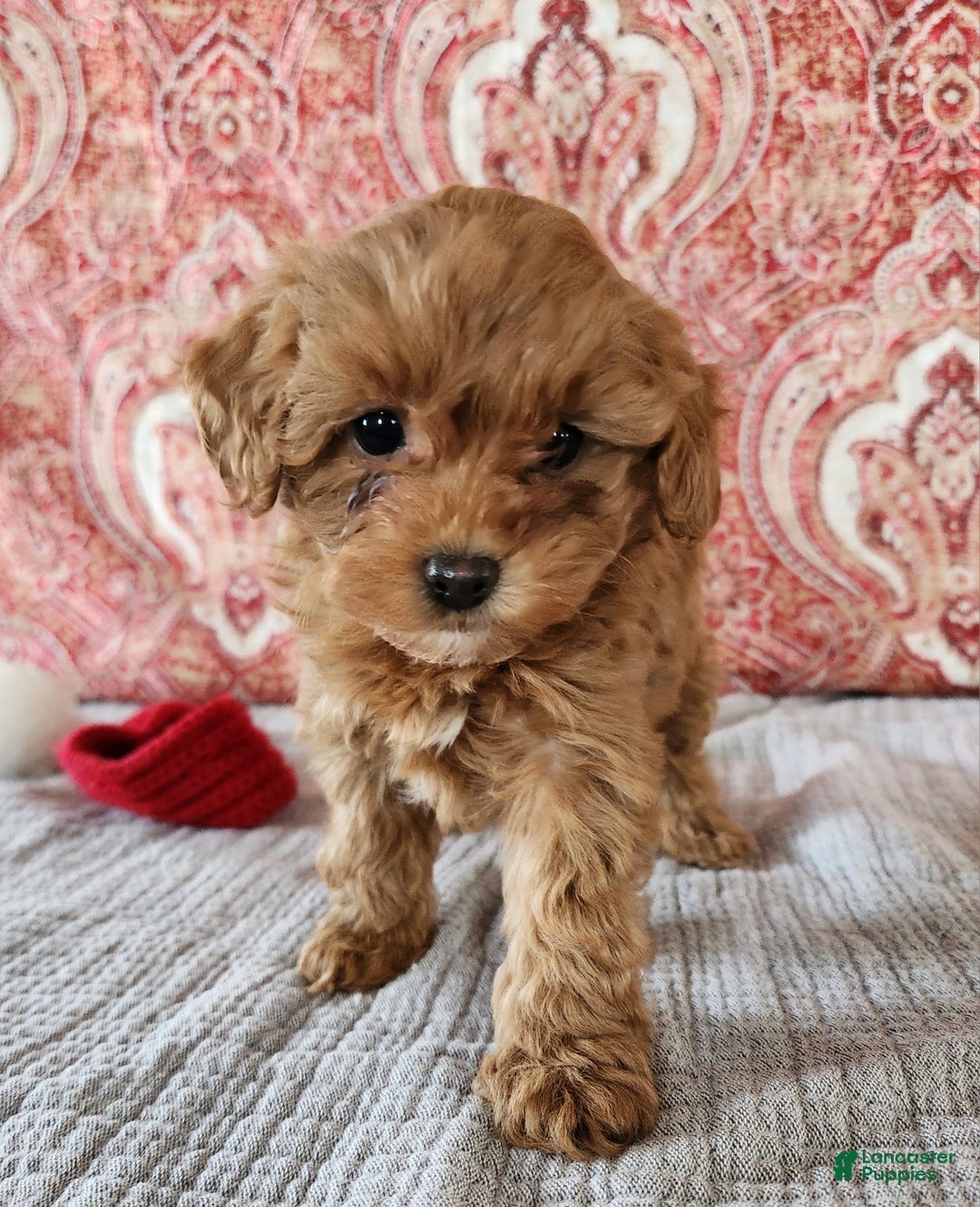 Mini Goldendoodle dogs for sale: Kate - Ad 8