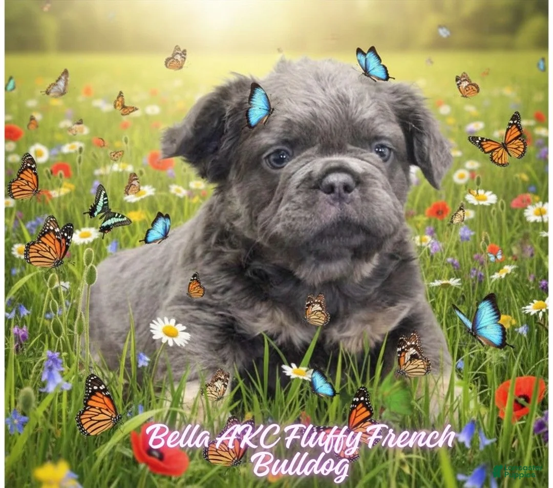 French Bulldog dogs for sale: Bella - Ad 1