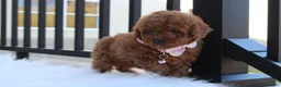 Toy Poodle dogs for sale: McKenna  - Ad 7