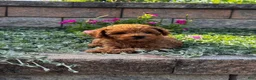 Toy Poodle dogs for sale: Small Parker - Ad 5