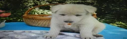 German Shepherd dogs for sale: German Shepherd 5 Snowball - Ad 3