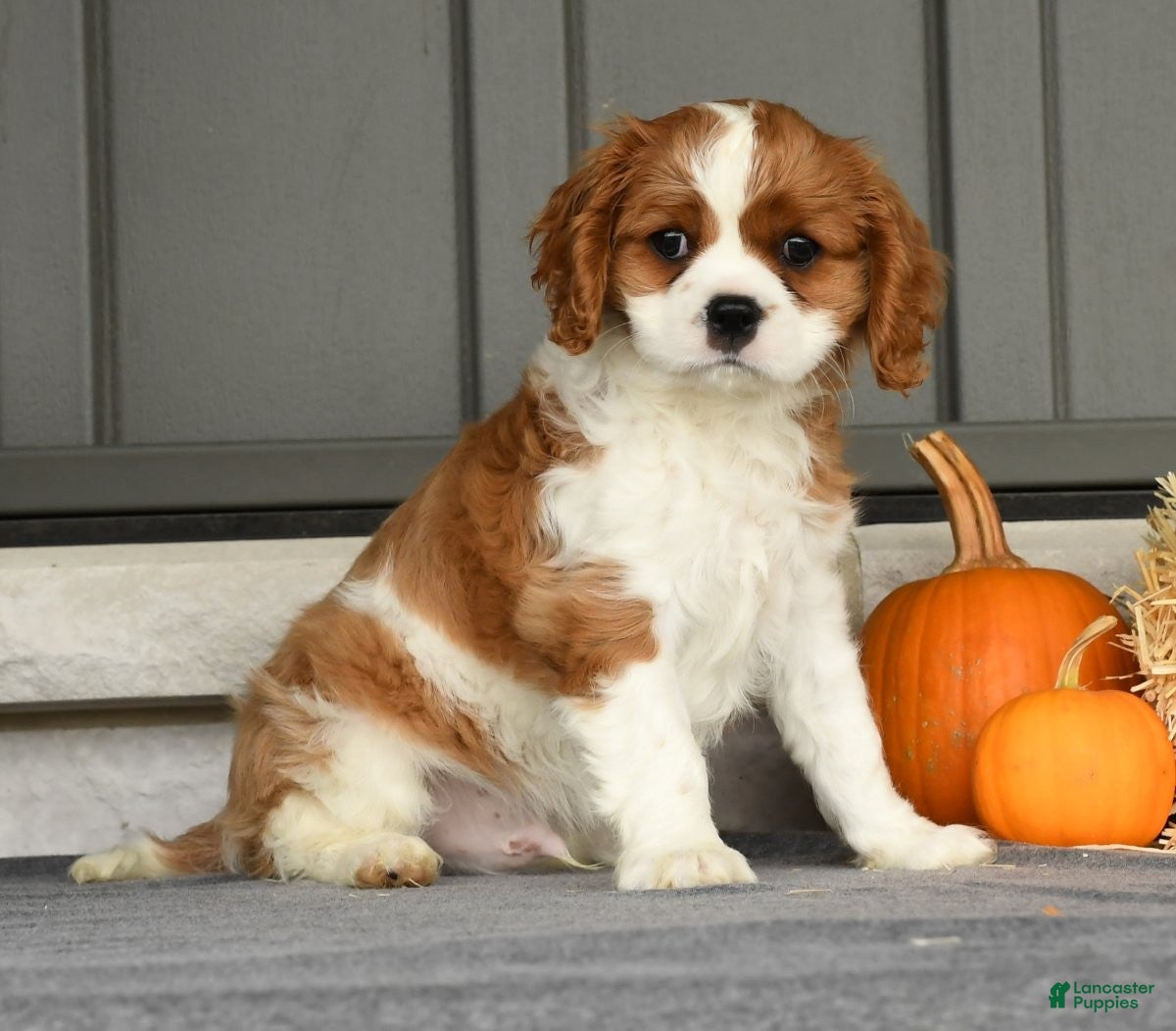 Cavalier King Charles Spaniel dogs Charlie - Ad 42