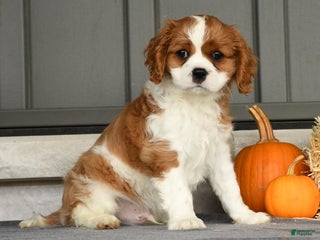 Cavalier King Charles Spaniel dogs Charlie - Ad 37